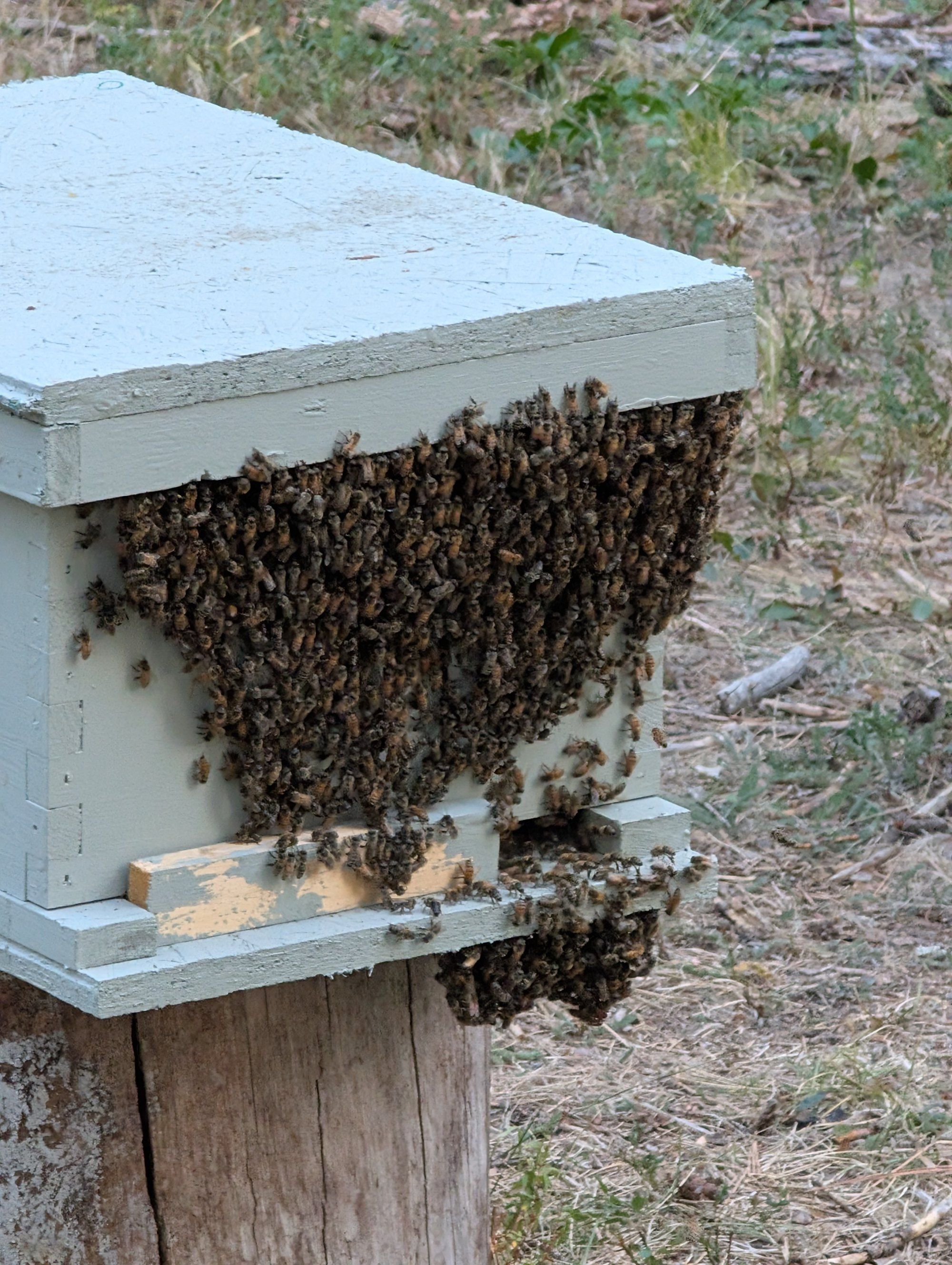 One of our hives bearding in the evening on a pine round in the forest