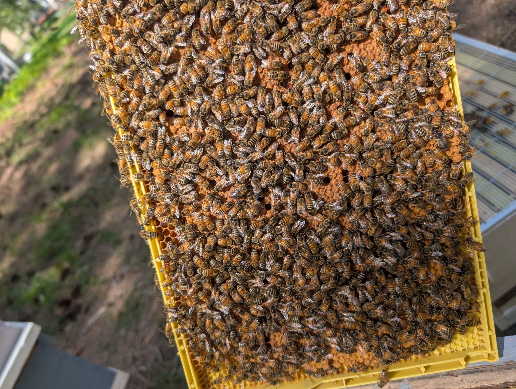 A frame of bees over capped brood from one of our overwintered colonies