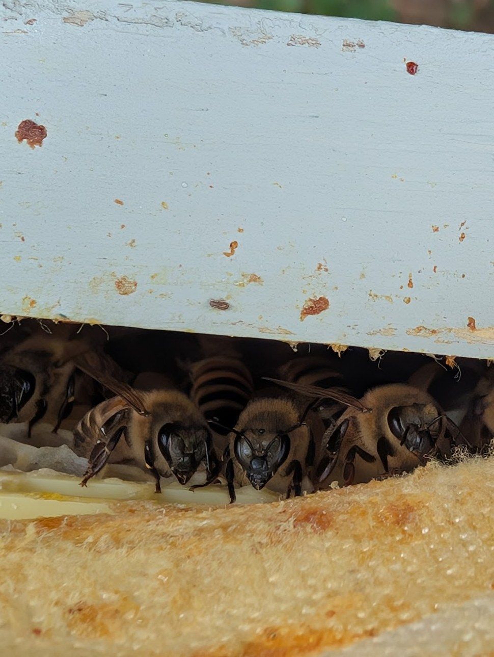 Honey bees clustered under the inner cover of one of our hives