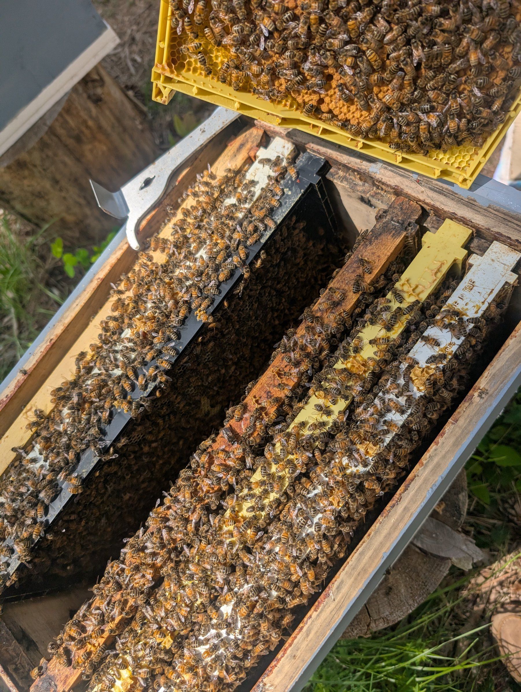 Top-down view of one of our open hives during an inspection